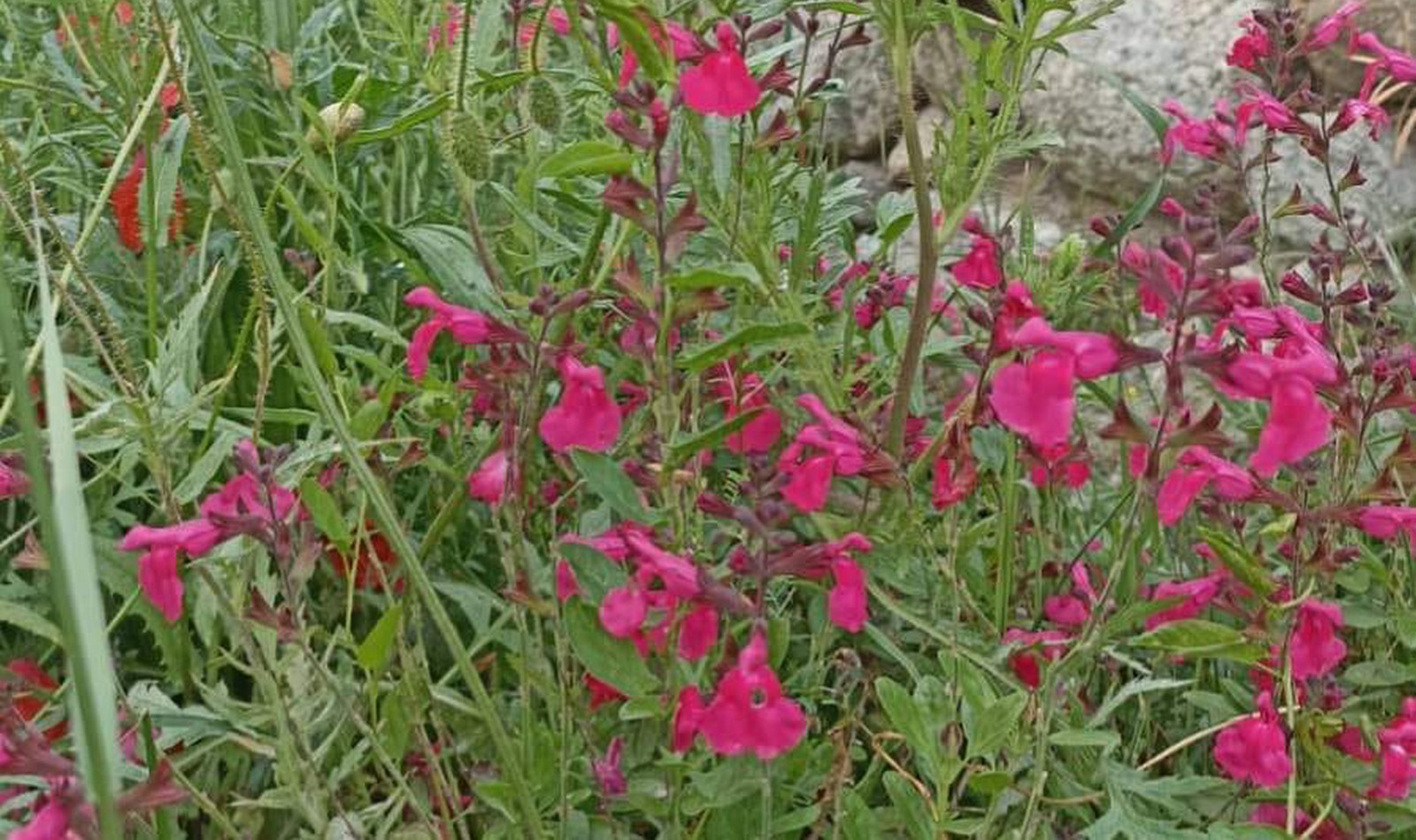 Sexologue à Prades